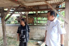 Pemprov Lampung: Pencegahan PMK pastikan kesehatan ternak jelang Idul Adha