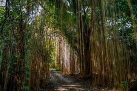Pupuk Kujang gelar kompetisi foto dan video hutan di dalam kawasan industri