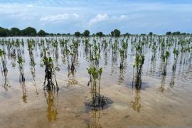 PLN Peduli Mangrove Berakit: Dari Akar yang Ditanam, Harapan Masyarakat Tumbuh