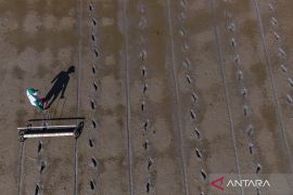 Hentikan peredaran benih tanaman pangan tidak bermutu secara "online"