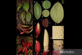 Peneliti Indonesia temukan tanaman baru di Sumatera yang langsung diusulkan terancam punah