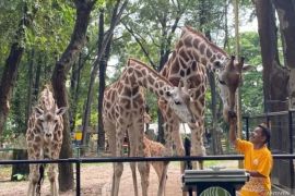 Hindari keluarga tercecer di Ragunan, ini alasannya
