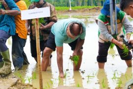 Pemprov Papua targetkan cetak 18 ribu hektare sawah di empat daerah