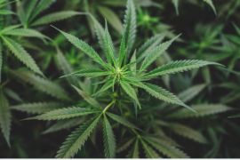 Polres Keerom tangkap pasutri dan lima pengedar ganja