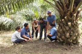 BPDP sebut PalmCo teraktif dampingi peremajaan sawit rakyat