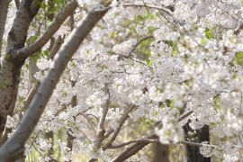 Keindahan bunga musim semi sambut wisatawan di seluruh China