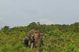 TNWK dipertimbangkan kembali dibuka untuk wisata edukasi