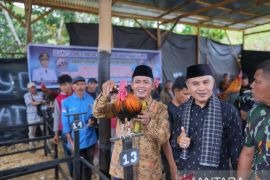 Solok: Lomba ayam kukuak balenggek upaya lestarikan budaya lokal