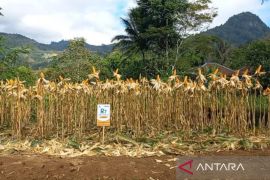 Produksi jagung naik, Garut kuasai 42 persen pasokan di Jabar