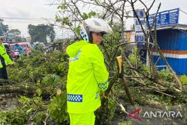 Pohon tumbang putus jalur Puncak-Cianjur, satu pengendara tewas