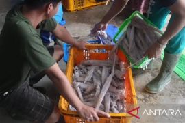 Badan Mutu KKP: Nilai ekspor ikan Babel Rp114,14 miliar