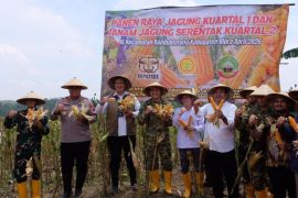 Perum Bulog siap menyerap produksi jagung Kabupaten Blora