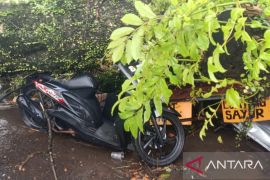 Pengendara motor tewas tertimpa pohon tumbang saat berteduh di Cianjur