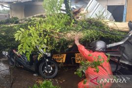 BPBD Cianjur lakukan penanganan cepat pohon tumbang timpa pemotor