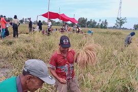 Kekaraengan Marusu  di Sulsel lestarikan tradisi "Katto Bokko"
