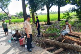 Pohon tumbang tutup jalan di tiga kecamatan OKU Timur, lalu lintas dempat lumpuh