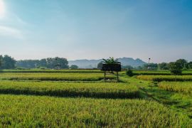 Menteri ATR/Kepala BPN batasi alih fungsi lahan sawah demi ketahanan pangan
