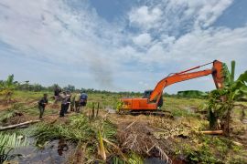 Kemenhut-Satgas PKH bersihkan sawit ilegal di SM Karang Gading Sumut