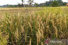 Transformasi ekonomi Kukar perkuat fondasi pangan