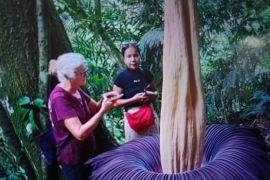 Bunga bangkai mekar sempurna di Agam, jadi daya tarik turis Prancis hingga Rusia