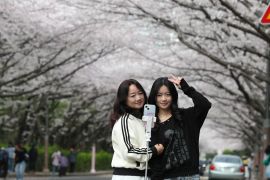 Album Asia: Bunga sakura bermekaran di Busan, Korsel