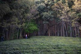 Industri teh  pacu pertumbuhan pariwisata di Gunung Jingting, China