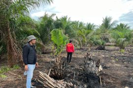 Polres Pelalawan tangkap pria bakar lahan 500 hektare di Teluk Meranti