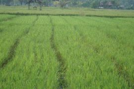 Public Works Ministry launches 2026 P3TGAI in 12,000 sites