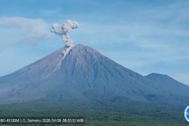 Gunung Semeru 7 kali erupsi dengan tinggi letusan hingga 1.100 meter