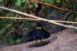 Endemic Birds of the Arfak Mountains, West Papua