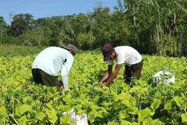 BRMP Maluku kembangkan benih kacang hijau unggul