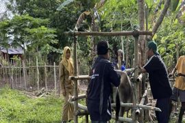 Parigi Moutong gencarkan vaksinasi ternak cegah PMK