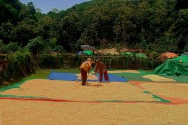 Bulog serap 19.600 ton jagung Dompu dengan harga Rp6.400 per Kg
