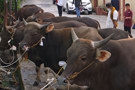 NTB kirim sapi kurban lebih awal ke Jabodetabek