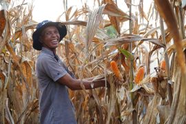 Pemerintah perkuat stok jagung melalui Inpres Nomor 3 Tahun 2026