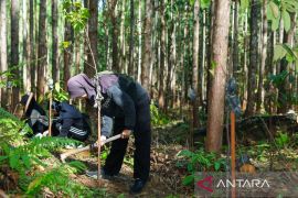 Otorita IKN terus hijaukan kawasan ibu kota negara baru Indonesia
