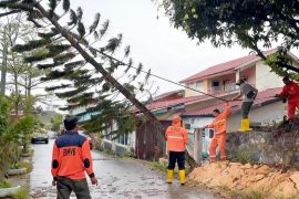 Tim BPBD Tanjungpinang tangani pohon tumbang di 3 lokasi