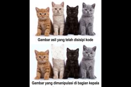 Peneliti Unej kembangkan metode deteksi pemalsuan gambar digital