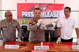 Dua terduga pengedar ganja di Larantuka terancam 12 tahun penjara