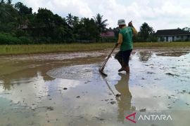 Pekebun rakyat jadi petani makmur di Kalimantan Timur