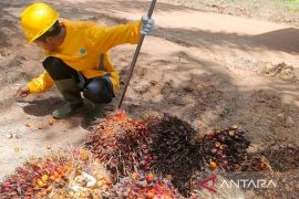 PASPI dorong BPDP optimalkan dukungan riset kelapa sawit