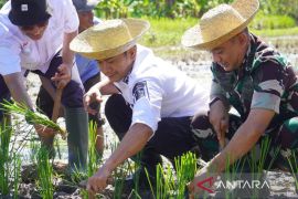 Banjarmasin kembangkan padi lokal Siam Karang Duku di Sungai Andai