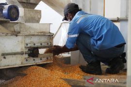 Bulog mulai serap jagung di CDC Kampasi Meci Dompu