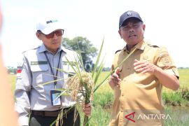 Target produktivitas padi naik, Darma Wijaya dukung penuh PM-AAS di Sergai