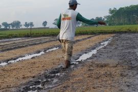 Pertanian berbasis efisiensi air jadi strategi Lumajang hadapi kemarau