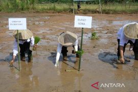 Pemkab Gowa optimalkan program cetak sawah rakyat