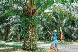 Pasca Penuhi Kewajiban 20 Persen, PTPN IV PalmCo Komitmen Perkuat Kemitraan Inklusif di Rokan Hulu