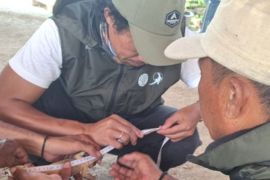 BBKSDA NTT melepasliarkan anak Komodo yang masuk pemukiman warga