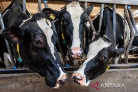 Masuki musim semi, sapi perah di Belanda dilepas merumput