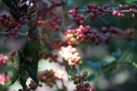 PTPN sesuaikan panen kopi saat anomali iklim demi jaga kualitas